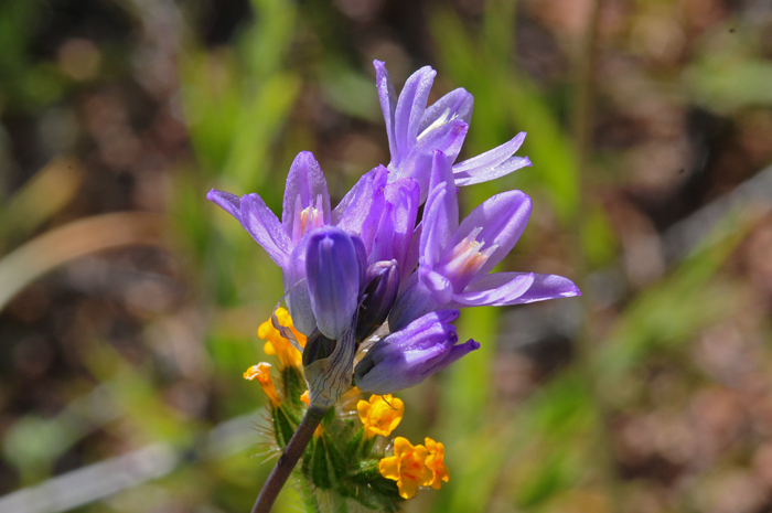Bluedick has one or more flowers ranging in color from blue, blue-purple, pink-purple, blue-violet or white. The plants are usually common where found. Dichelostemma capitatum 